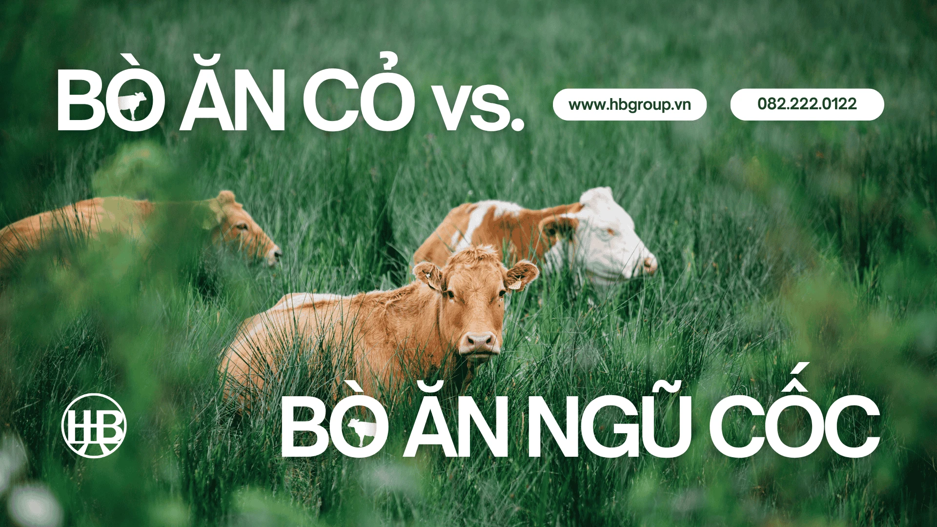 So Sánh Bò Úc Ăn Cỏ (Grass-Fed) Và Ăn Ngũ Cốc (Grain-Fed): Lựa Chọn Nào Tối Ưu?